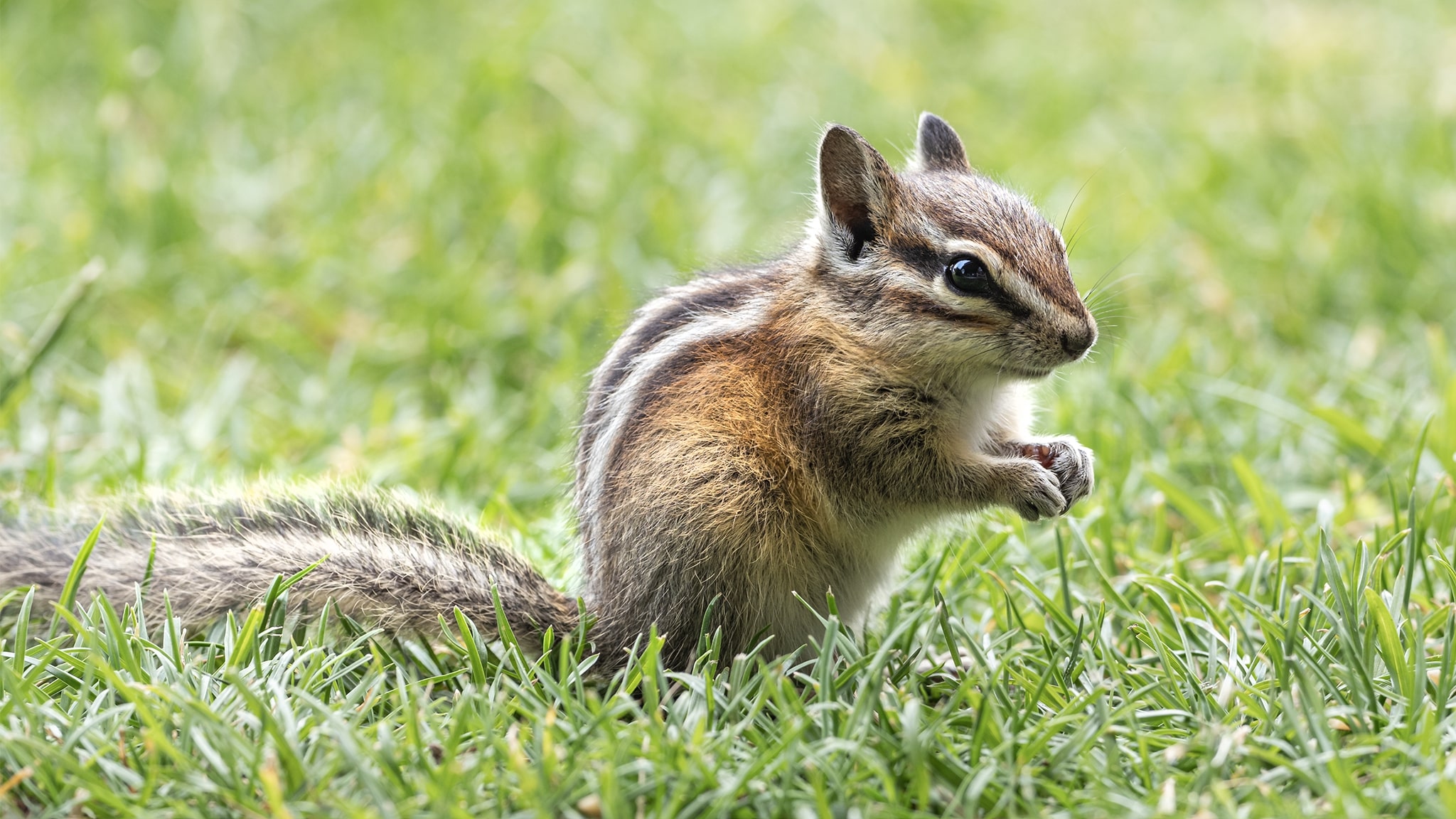 Yellow Pine Ground Squirrel